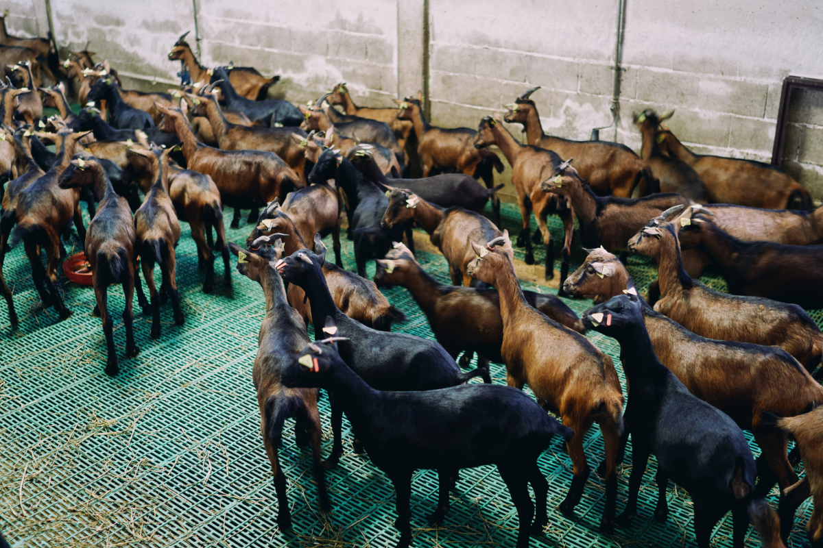 business plan of goat farming